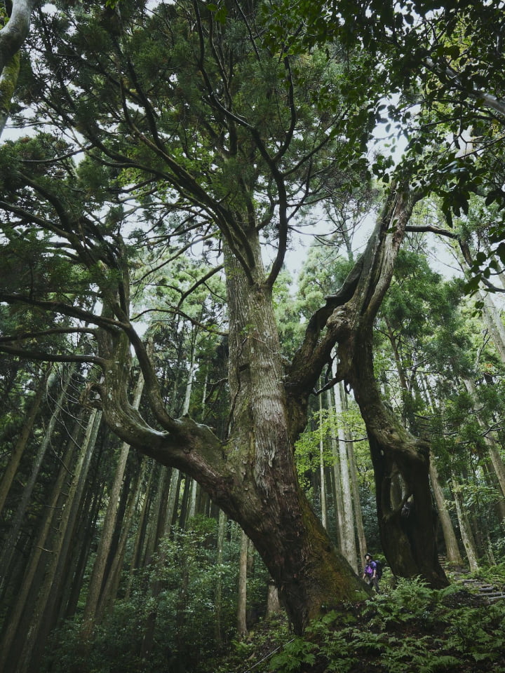A picture of giant trees that live on in the quiet mountains